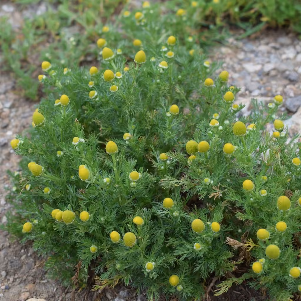 Matricaire odorante