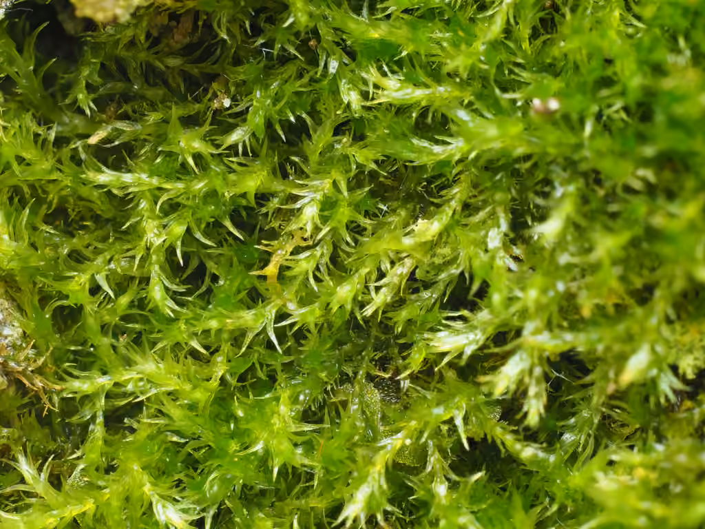 Amblystégie prolifère, photo 1 sur 5