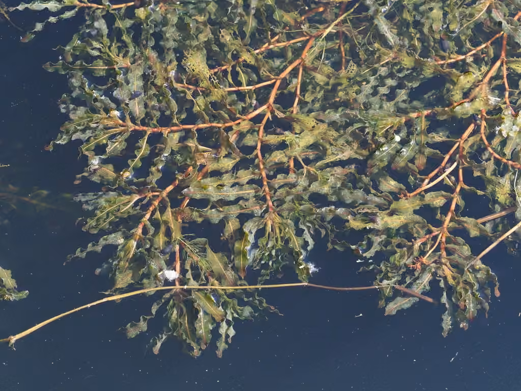 Curly pondweed, photo 1 of 5