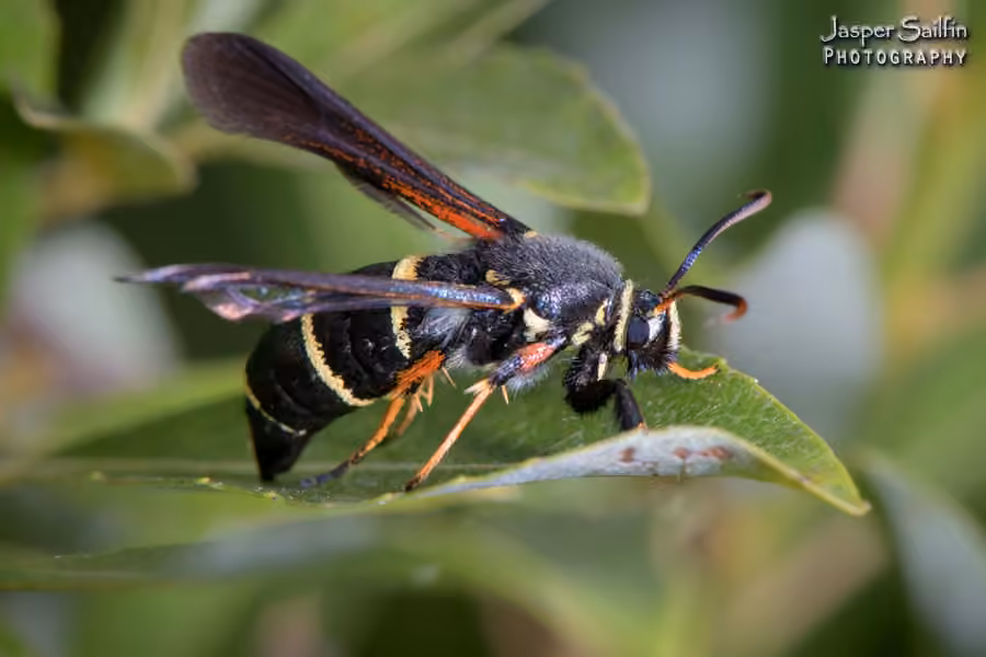 Dusky Clearwing Moth
