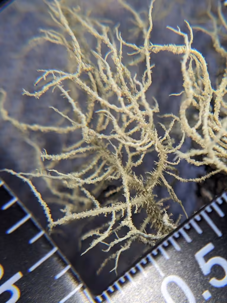 Beard lichen, photo 3 of 5