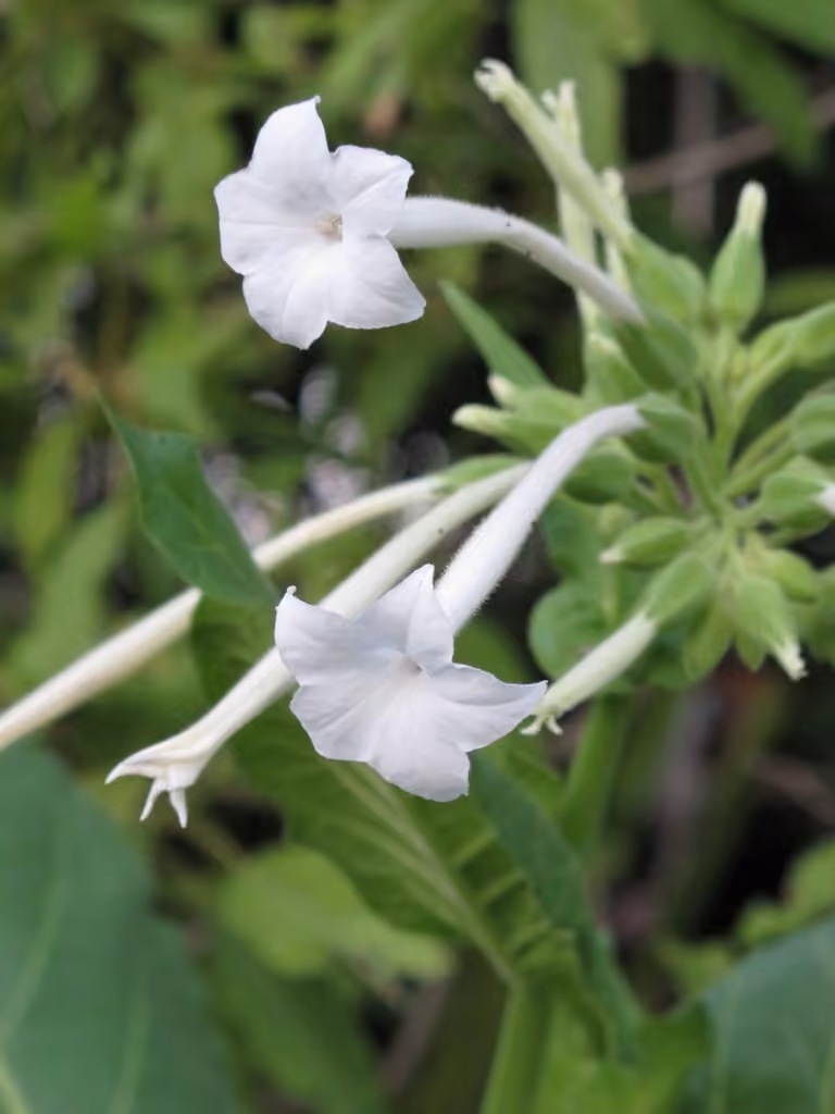 South American tobacco