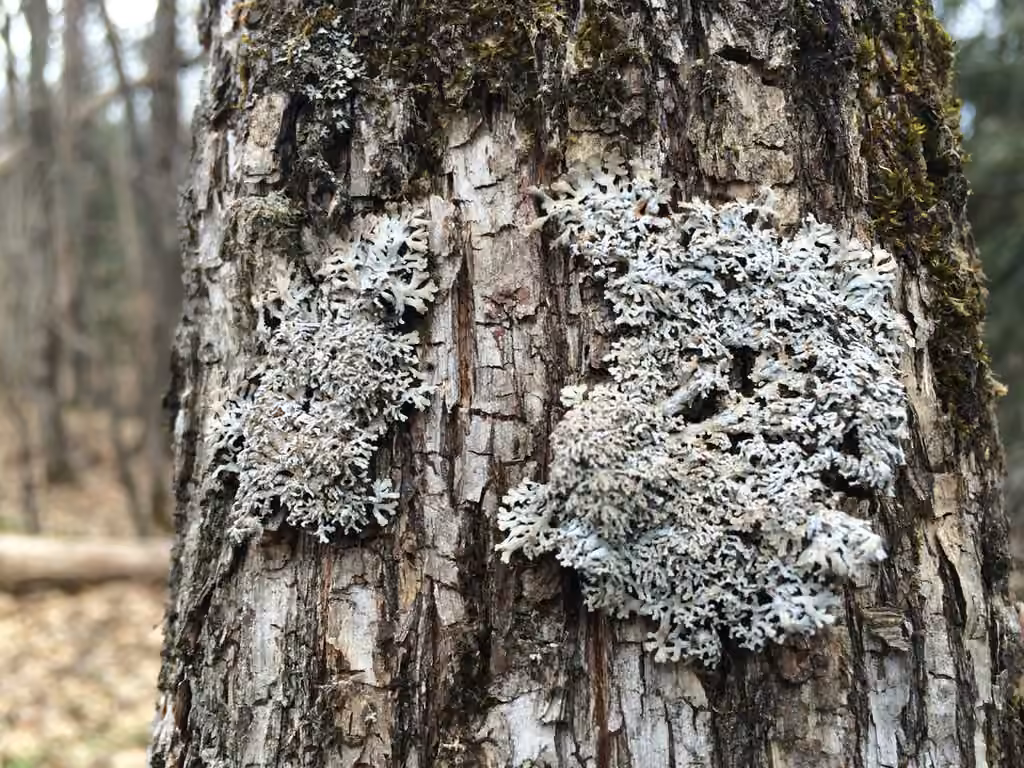 Pale-belly Frost Lichen, photo 1 of 5