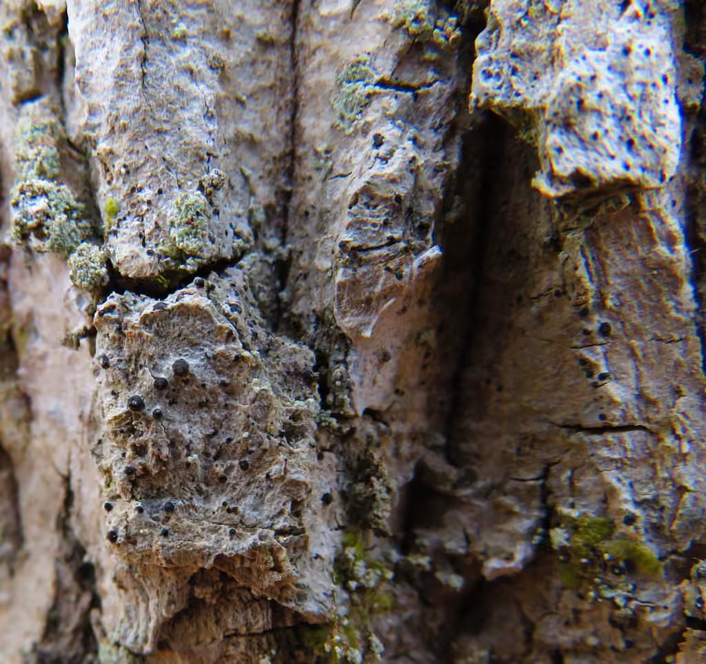 Lichen caverne d'Alibaba