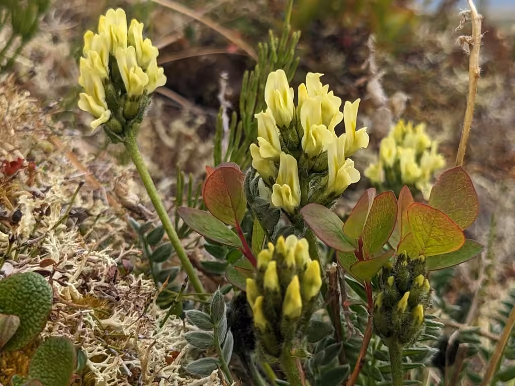Maydell's oxytrope, photo 1 of 5