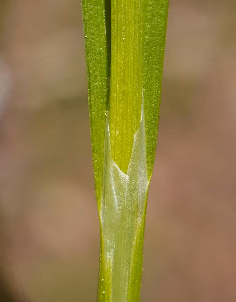 Carex leptonervé, photo 1 sur 5