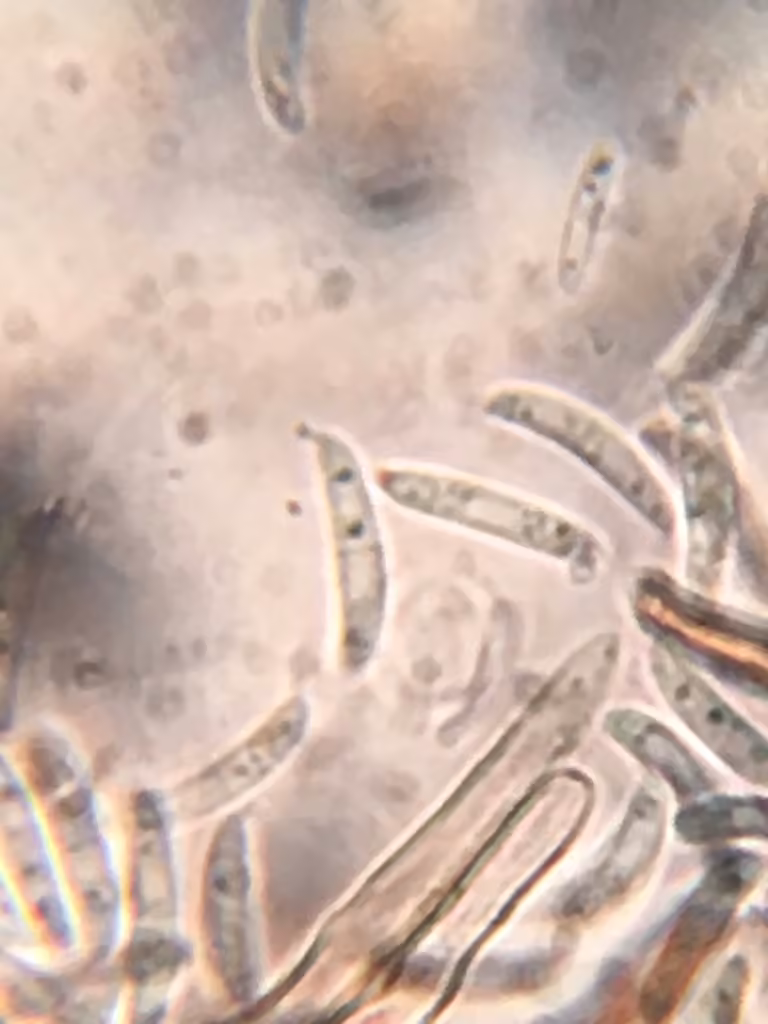 Pseudolachnea hispidula, photo 3 sur 5