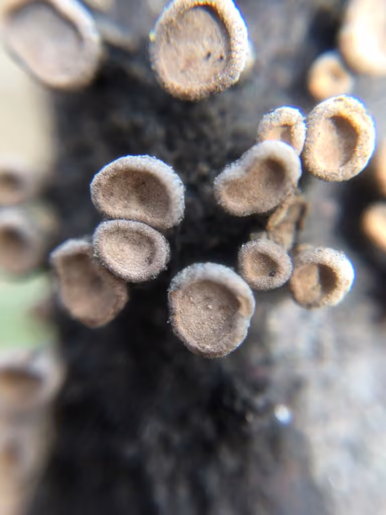 Porodisculus pendulus, photo 2 sur 5