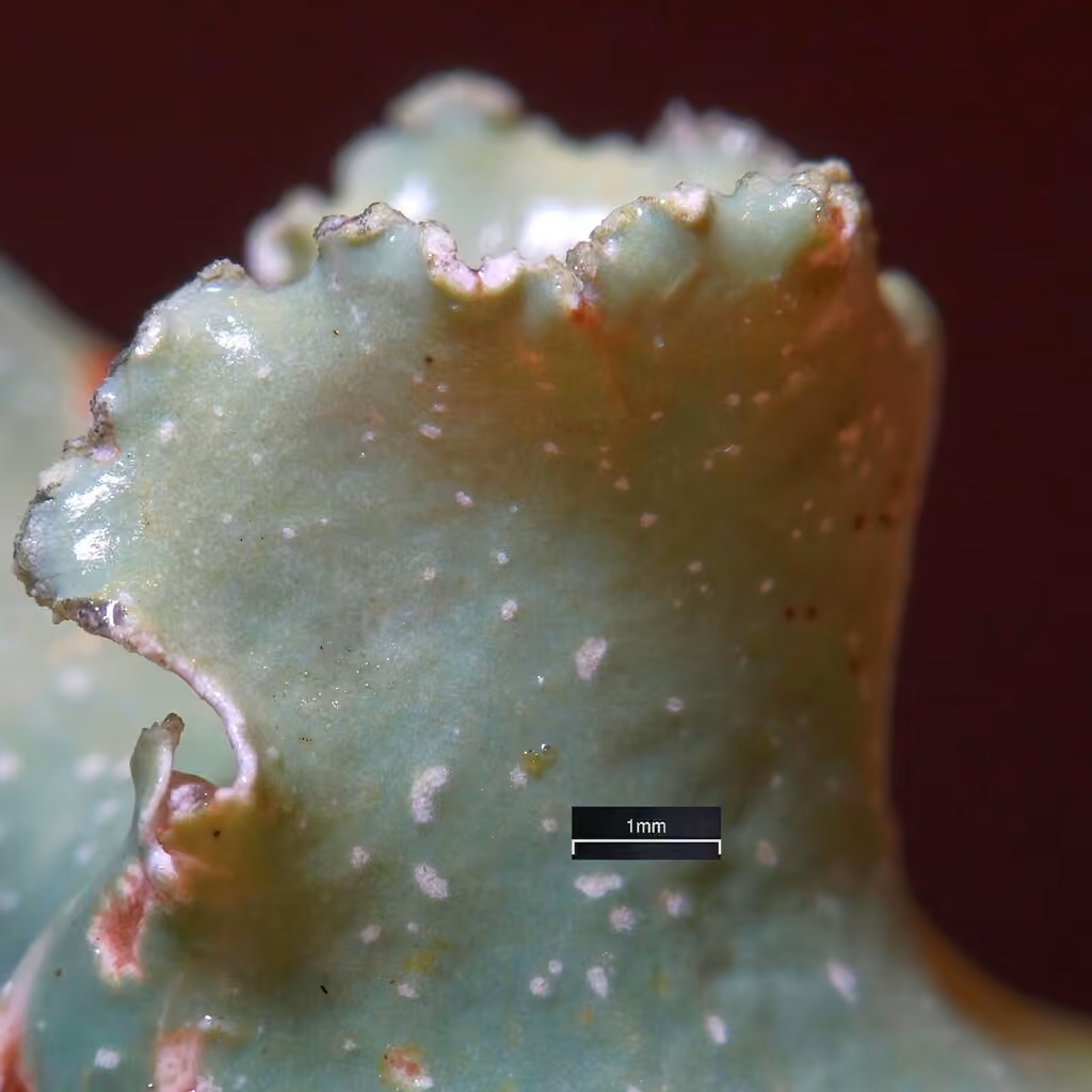 Sea Storm Lichen, photo 2 of 5