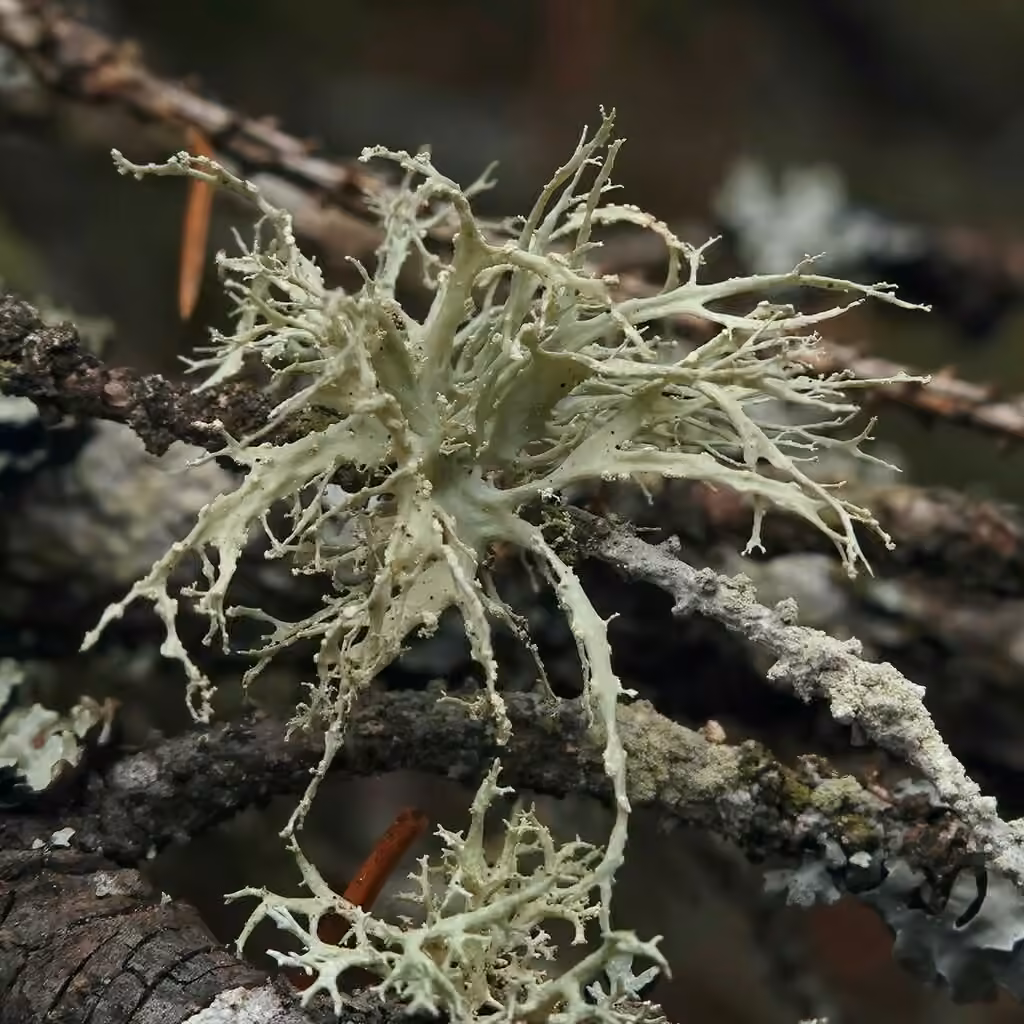 Farinose Cartilage Lichen