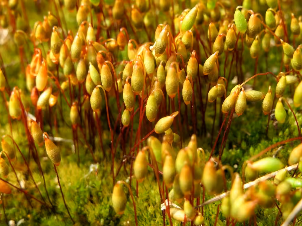Bryum cespiteux