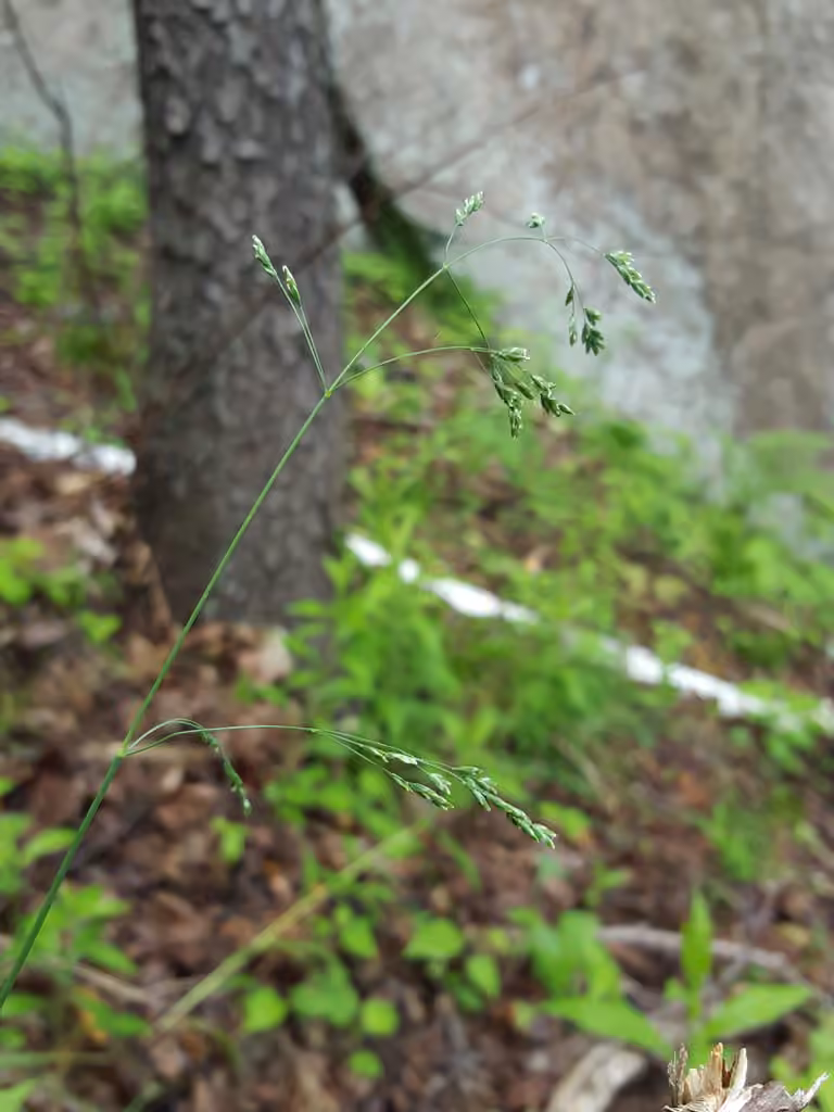 Bushy pasture speargrass, photo 2 of 5