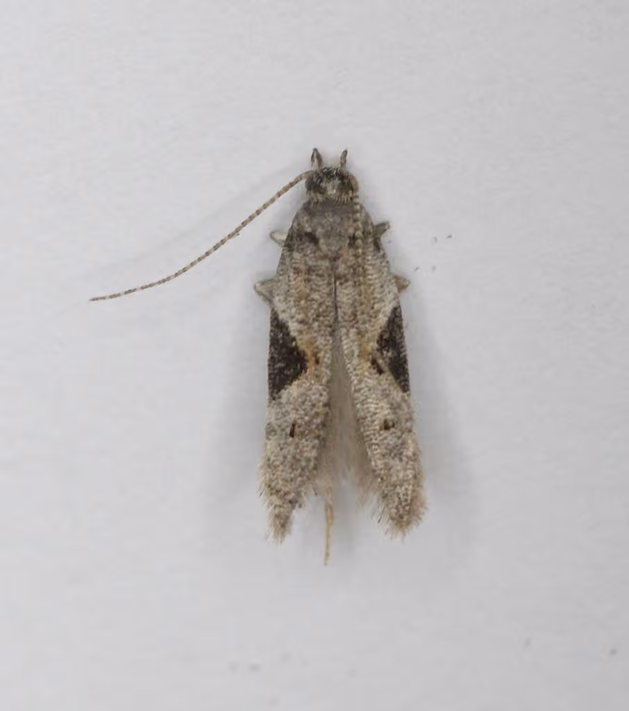 Aristotelia isopelta, Adulte