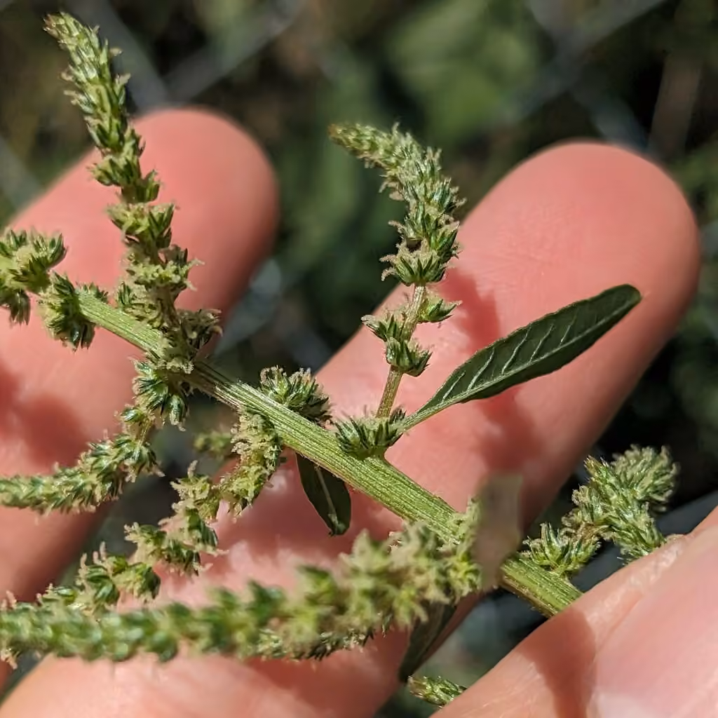 Roughfruit amaranth, In flower
