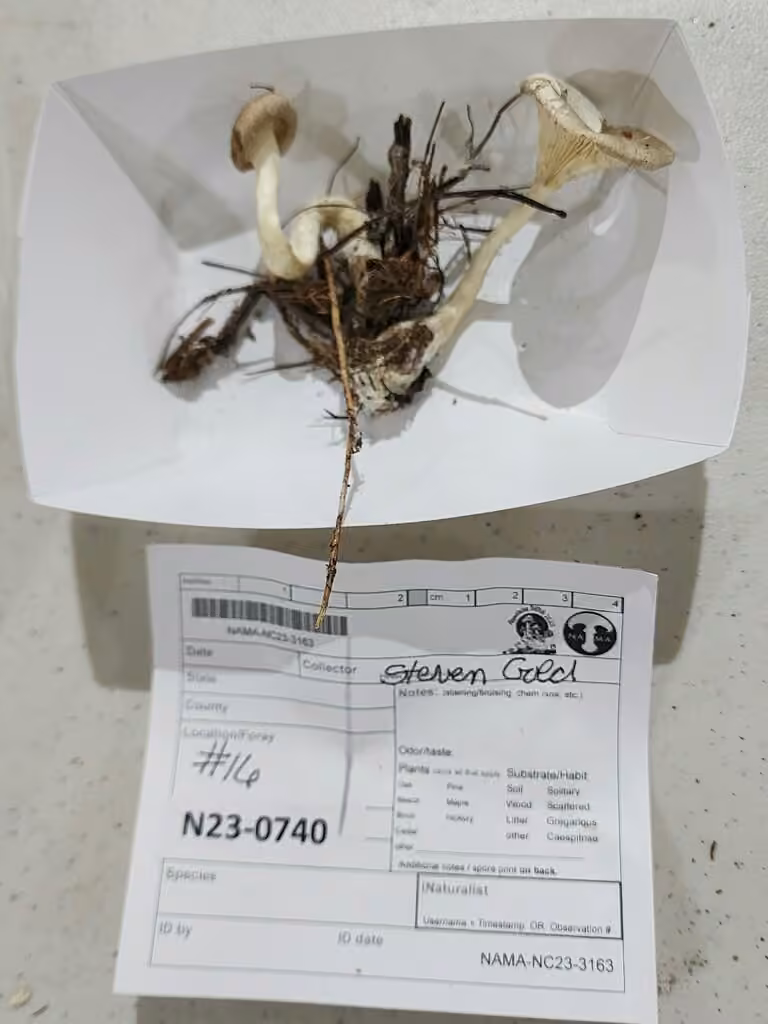 Clitocybe subclavipes, photo 3 sur 5
