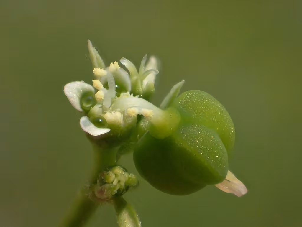 Grassleaf spurge, photo 1 sur 5