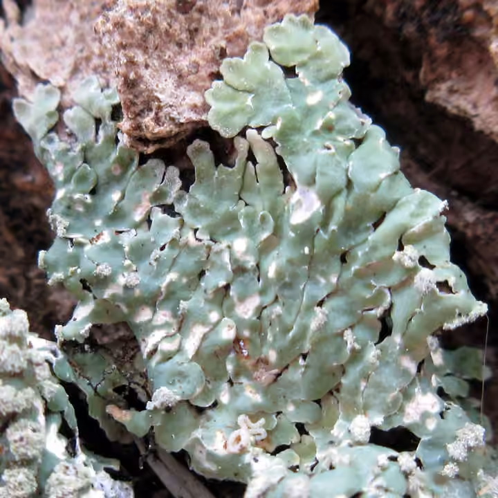 Pyxine sorédiée, photo 2 sur 5