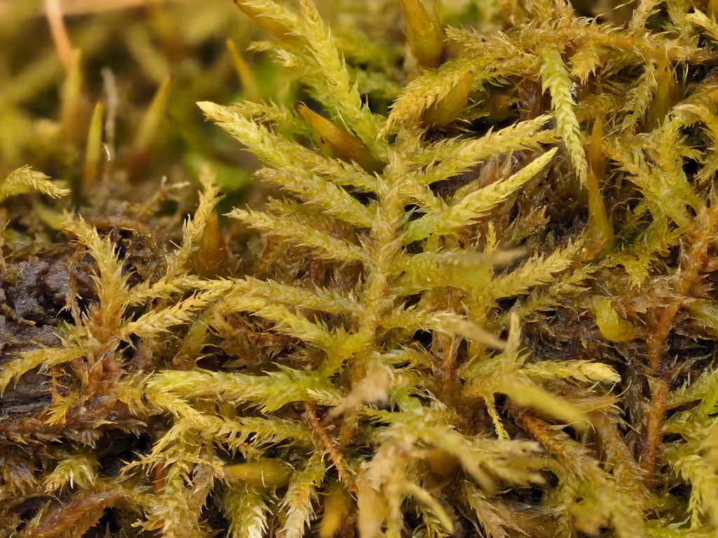 Leskée à petites feuilles, photo 3 sur 5