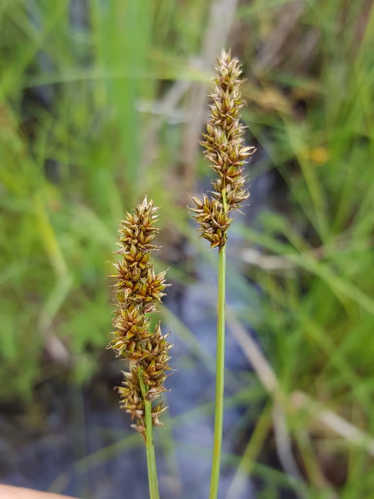 Carex diandre, photo 1 sur 5