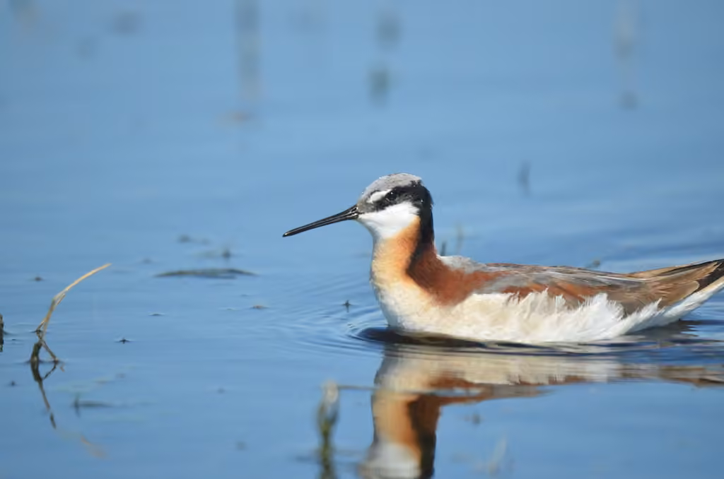 Wilson's Phalarope, Female