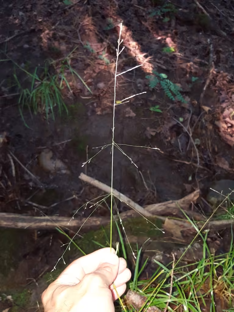 Grove meadowgrass, photo 3 of 5