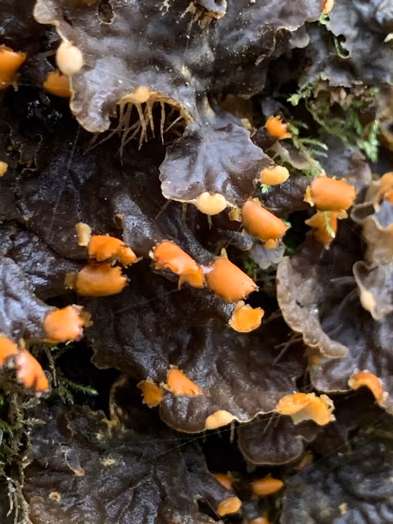 Dog Lichen, photo 2 of 5