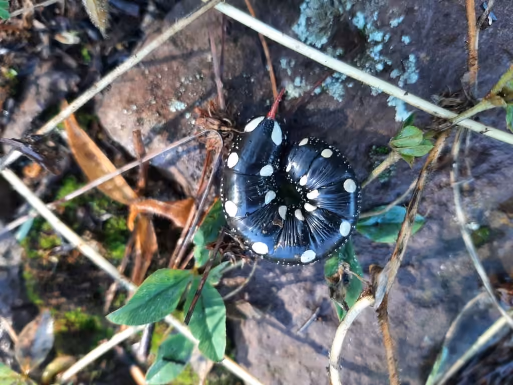 Sphinx du gaillet, Chenille