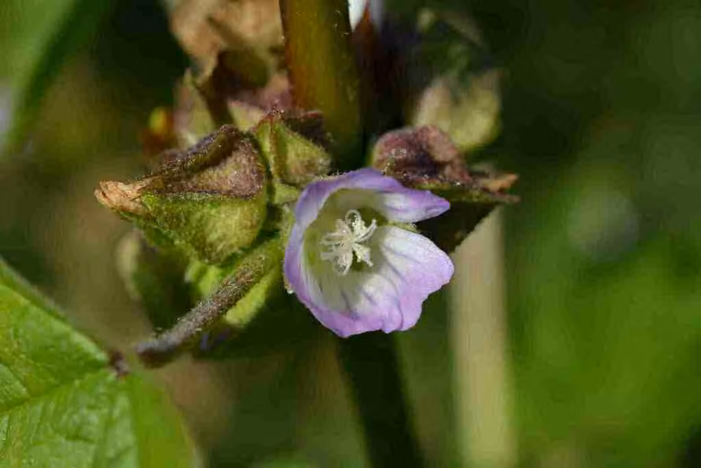 Cluster mallow, photo 3 of 5