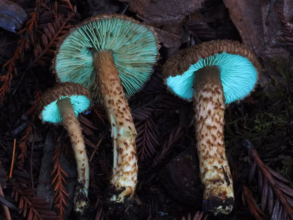 Inocybe hérissé, photo 3 sur 5