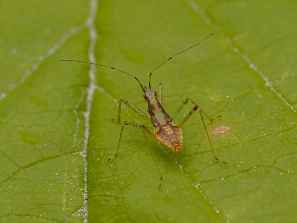 Lasiomerus annulatus, Nymphe