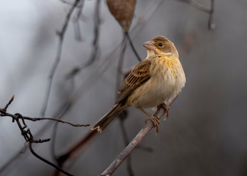 Dickcissel d'Amérique, Femelle