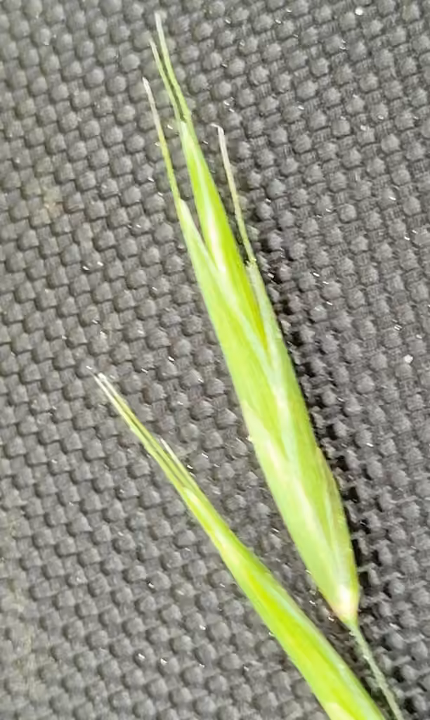 Smith melic grass, photo 3 of 5