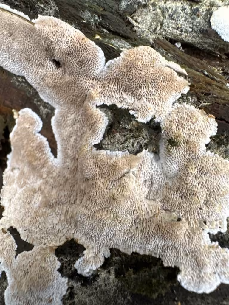 Cinereomyces lindbladii, photo 2 of 5