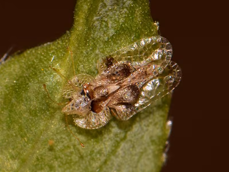 oak lace bug