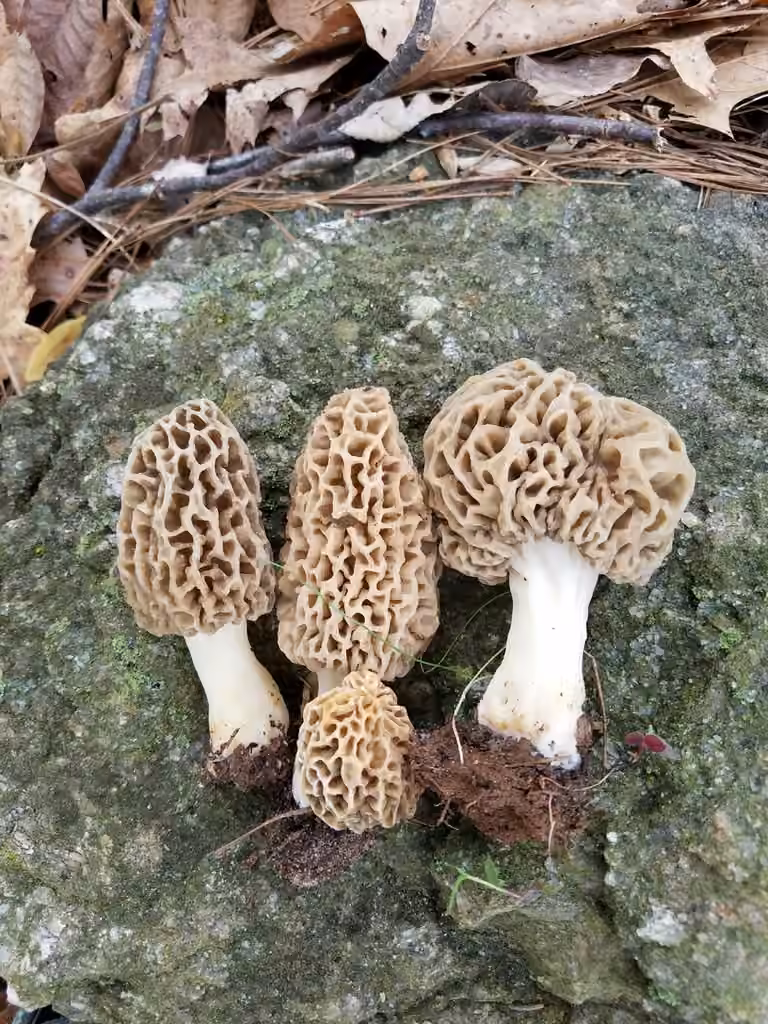 Morel, photo 2 of 5