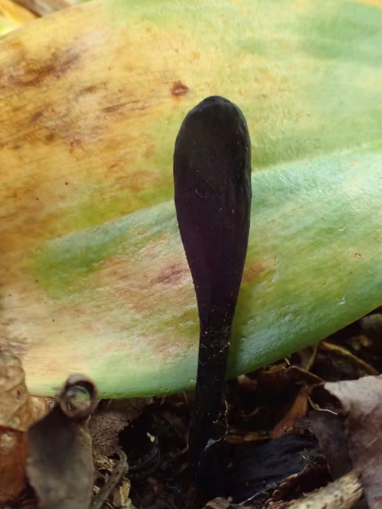Trichoglossum farlowii, photo 2 sur 5