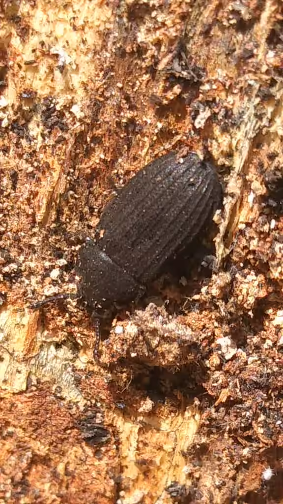 Four-lined Bark-gnawing Beetle, photo 2 of 5