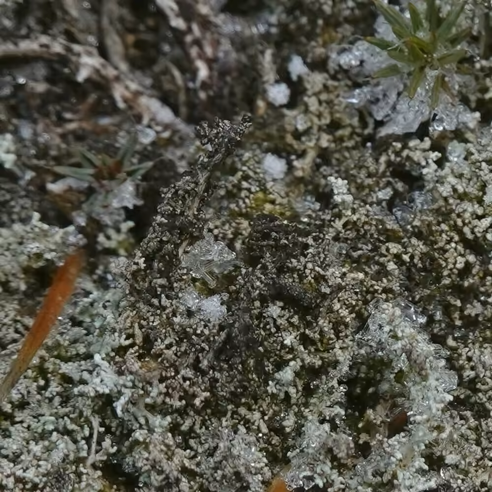 Stéréocaule granuleux, photo 3 sur 5