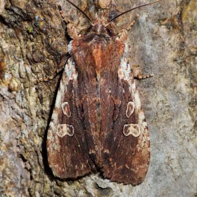 Immigrant Pinion, Adulte