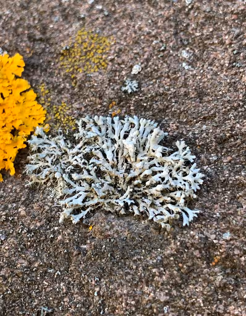 Physcie grimpante, photo 3 sur 5
