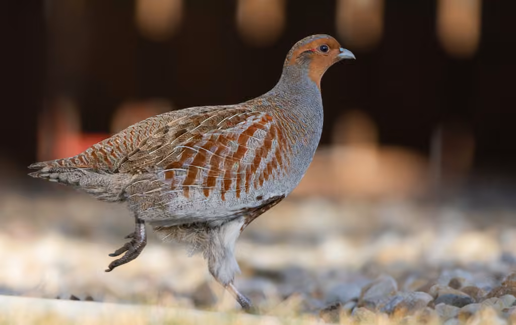 Grey Partridge