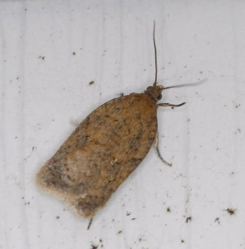 Half-ringed Acleris Moth, Adulte