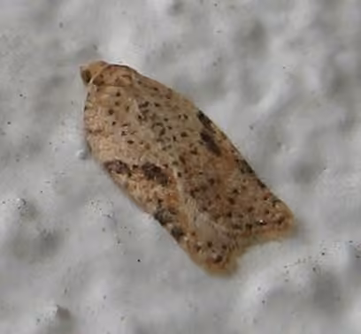 Acleris negundana, Adult