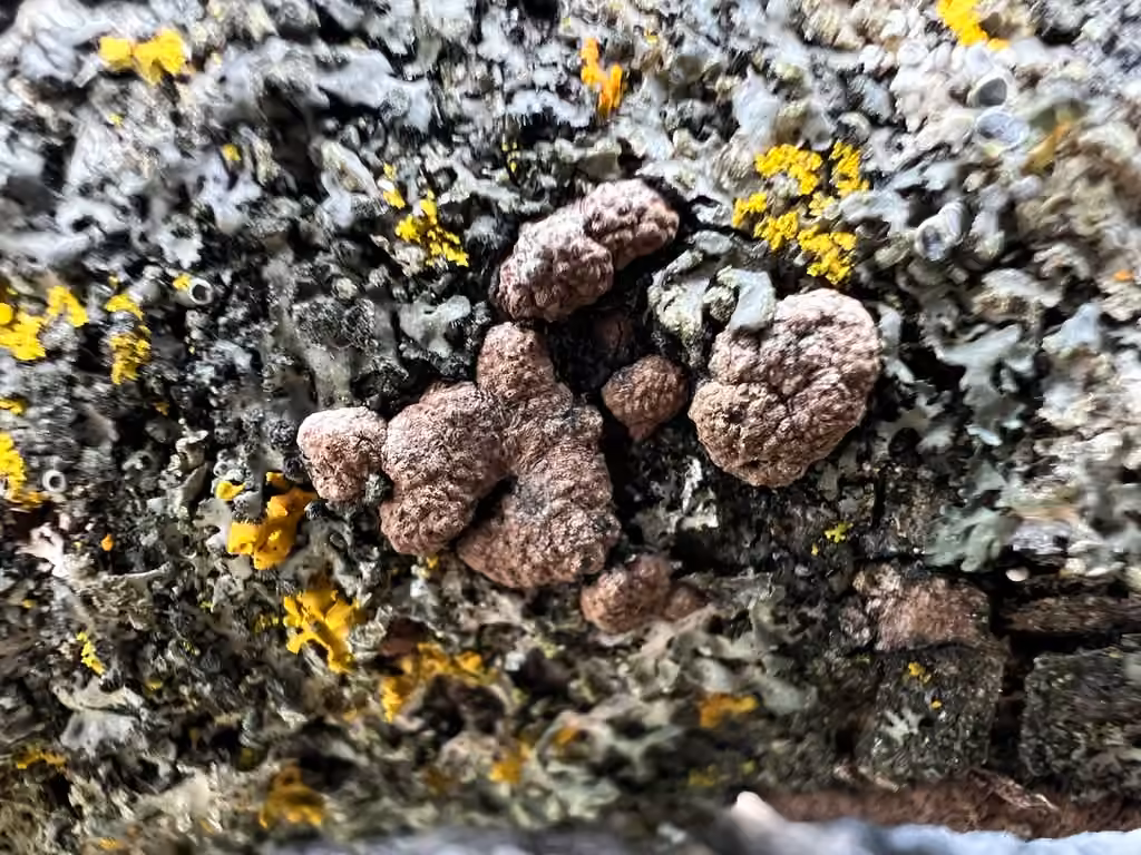 Hypoxylon perforatum, photo 3 sur 5