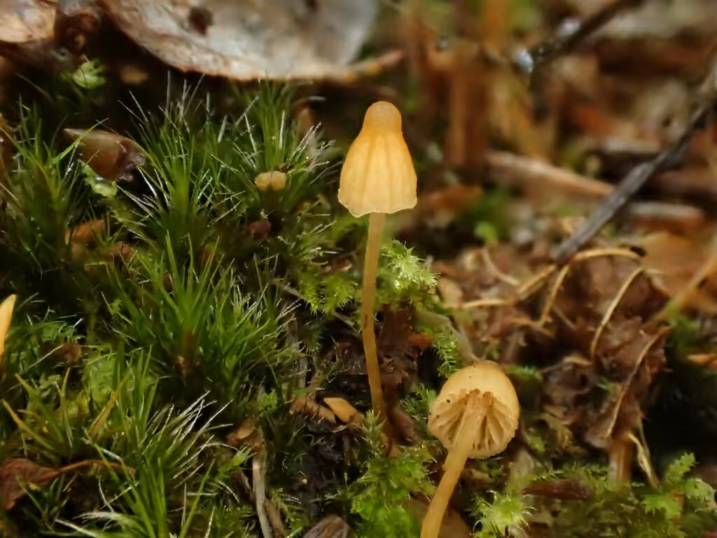 Galerina fallax