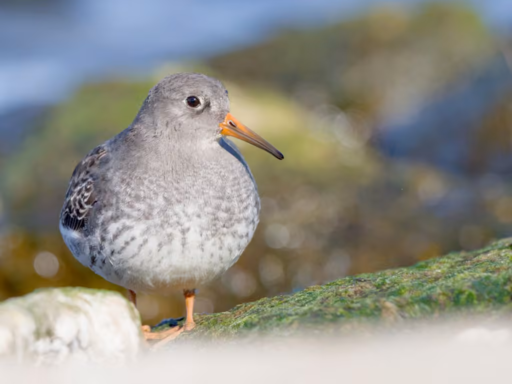 Purple Sandpiper, photo 1 of 5
