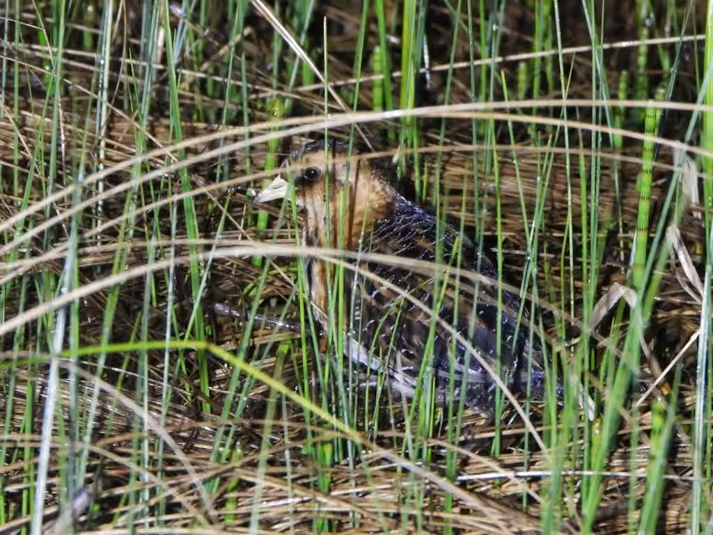 Yellow Rail, photo 2 of 5