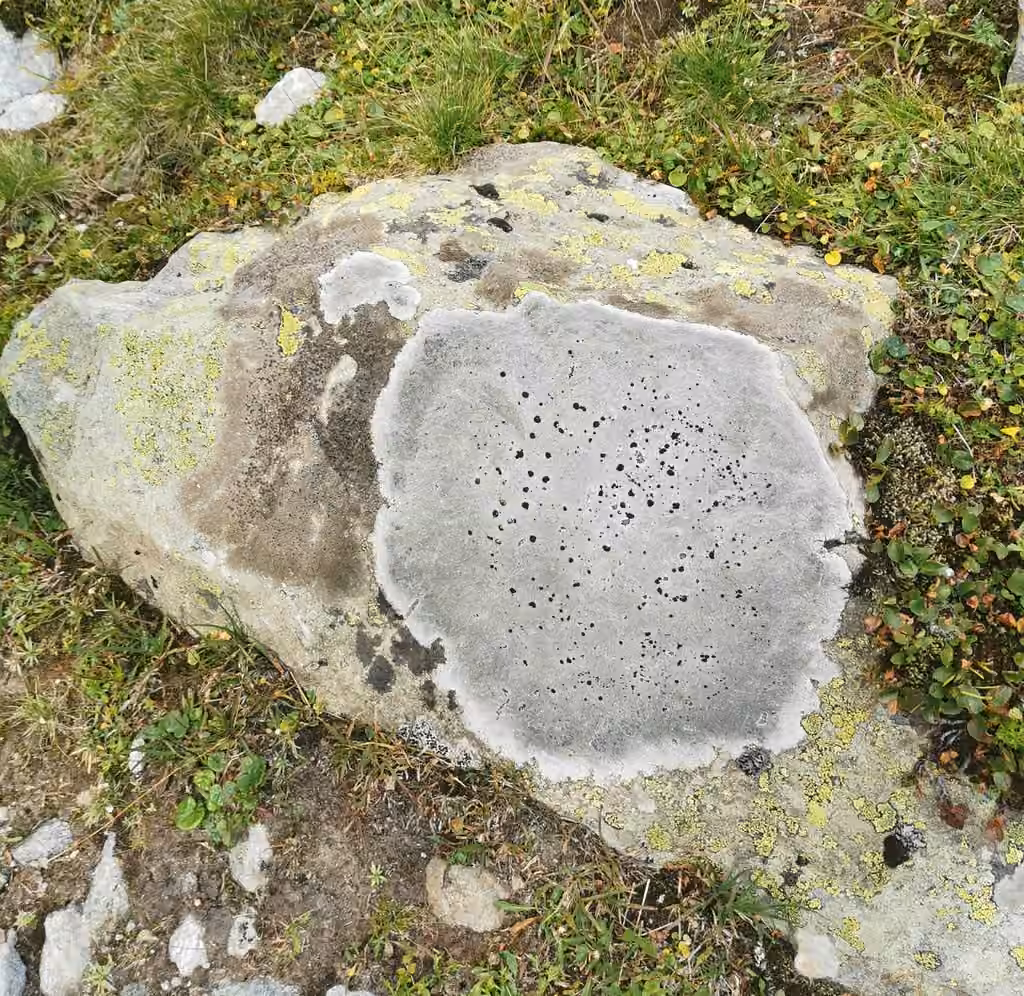 Lecidea lichen, photo 2 of 5