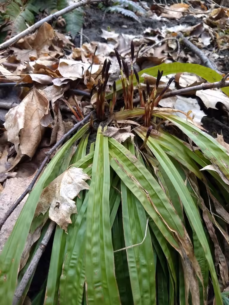 Carex plantain, En boutons