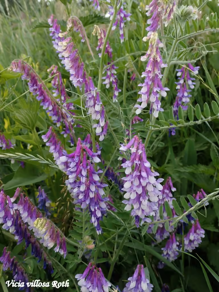 Winter vetch, In flower